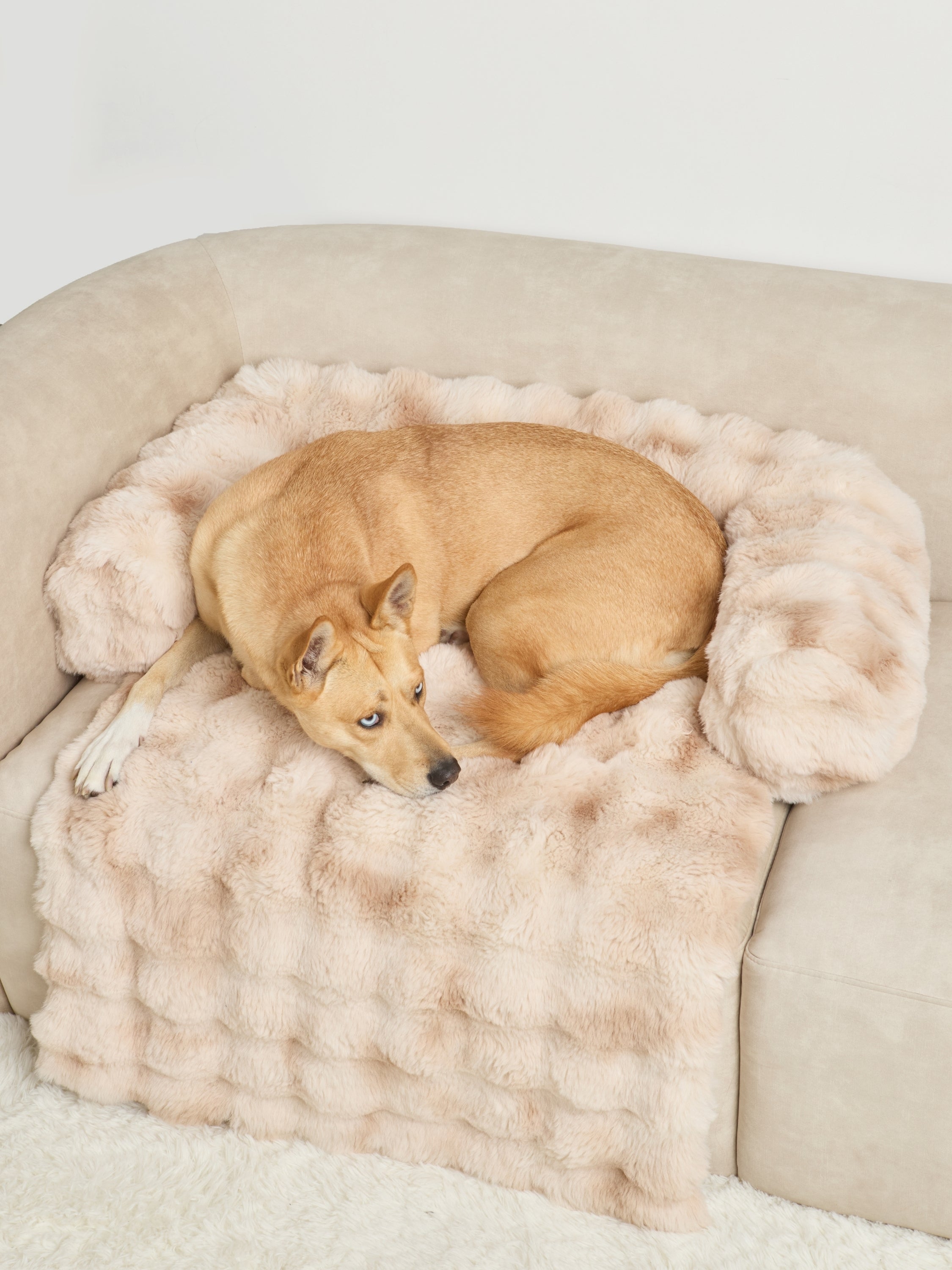 Dream Cloud Pet Sofa Bed - Pre Order