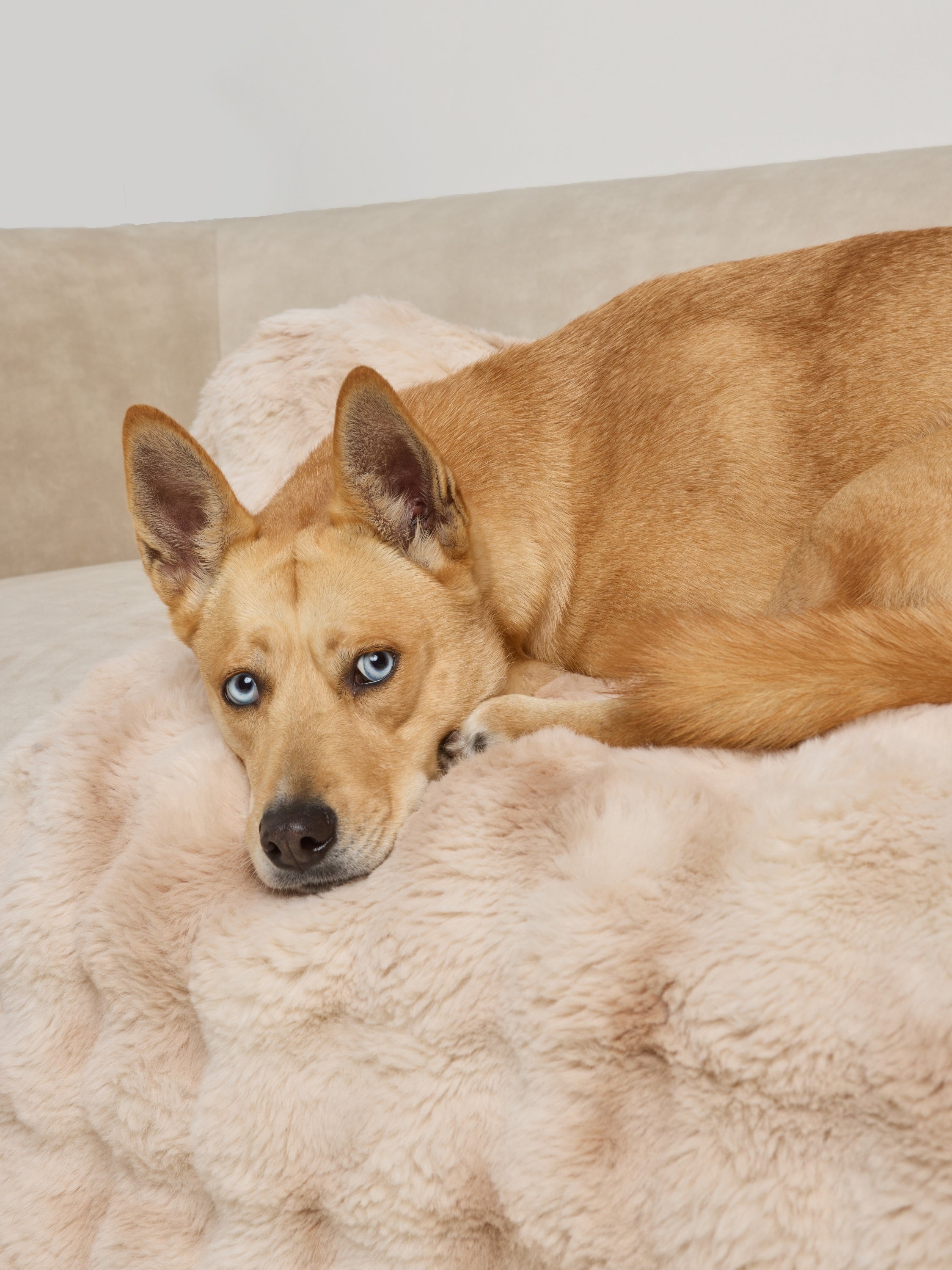 Dream Cloud Pet Sofa Bed - Pre Order